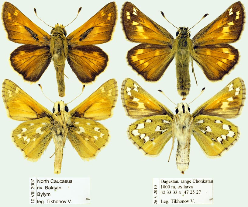 Hesperia comma comma Foto